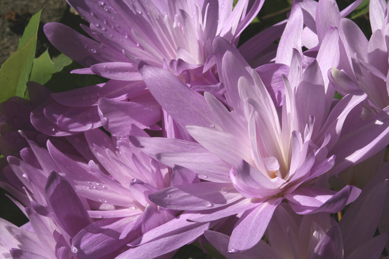 The double-flowered autumn crocus has large lavender-pink blooms that resemble waterlilies. (Richie Steffen)