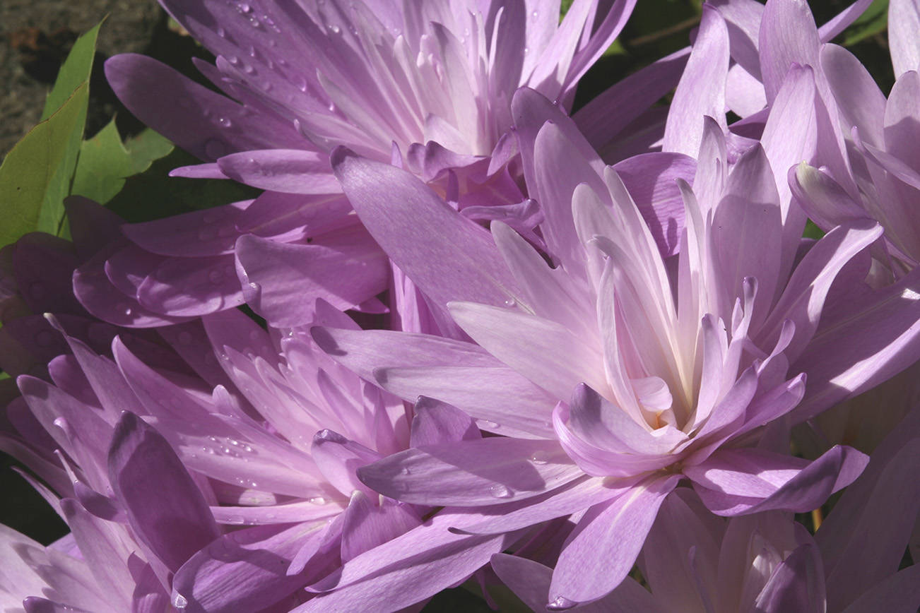 The double-flowered autumn crocus has large lavender-pink blooms that resemble waterlilies. (Richie Steffen)