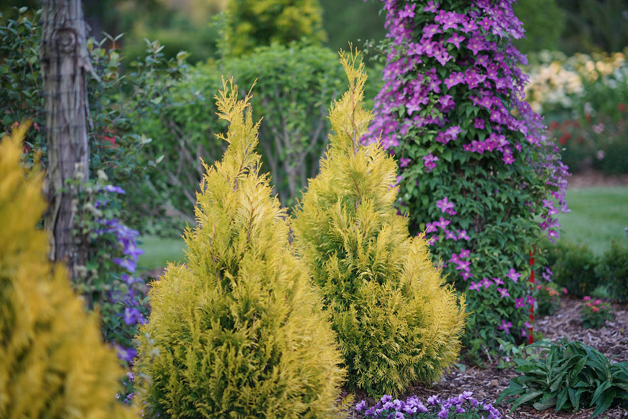 The “Fluffy” arborvitae has the ability to light up a Northwest landscape with its golden needles. (Proven Winners)