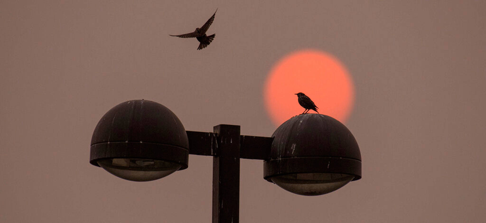 As the sun — colored red by wildfire smoke — rises, a bird joins another on top of a light post near Walla Walla Community College in Walla Walla, Wednesday. (Greg Lehman / Walla Walla Union-Bulletin)