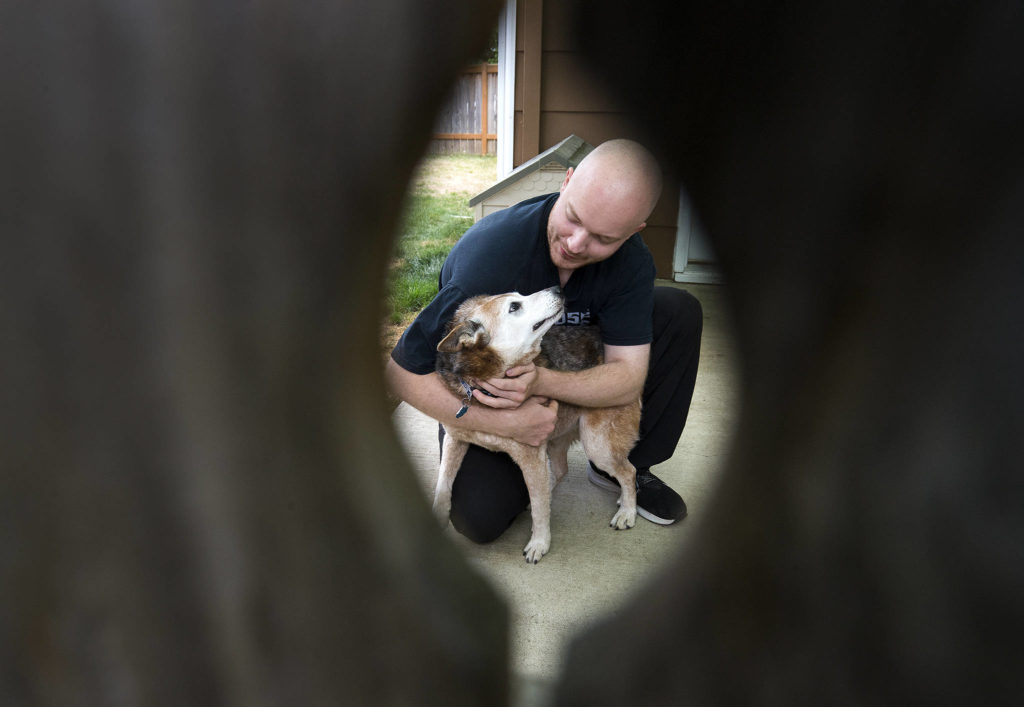 Travis Gilbert hugs his 15-year-old dog Abe on Sept. 24 in Arlington. The deaf and nearly blind dog went missing on Sept. 3 from the backyard and was found barely alive 12 days later about a mile away at the bottom of a deep hole in the woods by PUD linemen. (Andy Bronson / The Herald)
