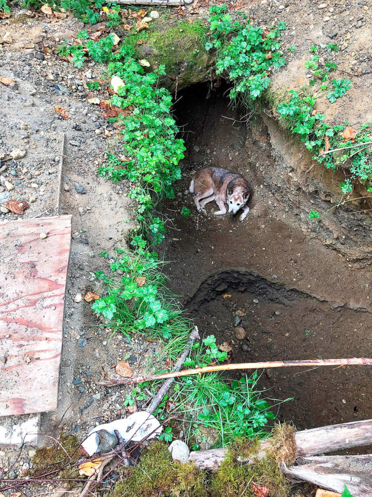 While in Arlington on Sept. 15, two Snohomish County PUD linemen replacing a pole came across a large hole and saw a dog at the bottom. Abe, a 15-year-old Australian cattle dog, had been missing for 12 days. It is unknown how long he was in the hole. (Submitted photo)
