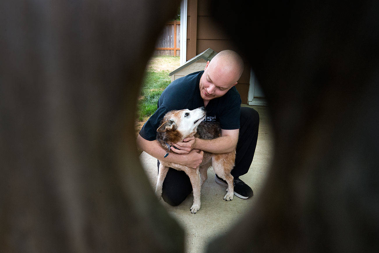 Travis Gilbert hugs his 15-year-old dog Abe on Thursday, Sept. 24, 2020 in Arlington, Washington. Abe, deaf, nearly blind and old, went  missing and was found barely alive 12 days later at the bottom of a deep hole in the woods by PUD linemen. (Andy Bronson / The Herald)