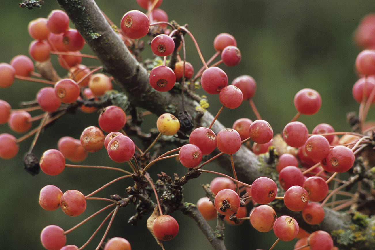 Great Plant Pick: Malus ‘Adirondack’, flowering crabapple
