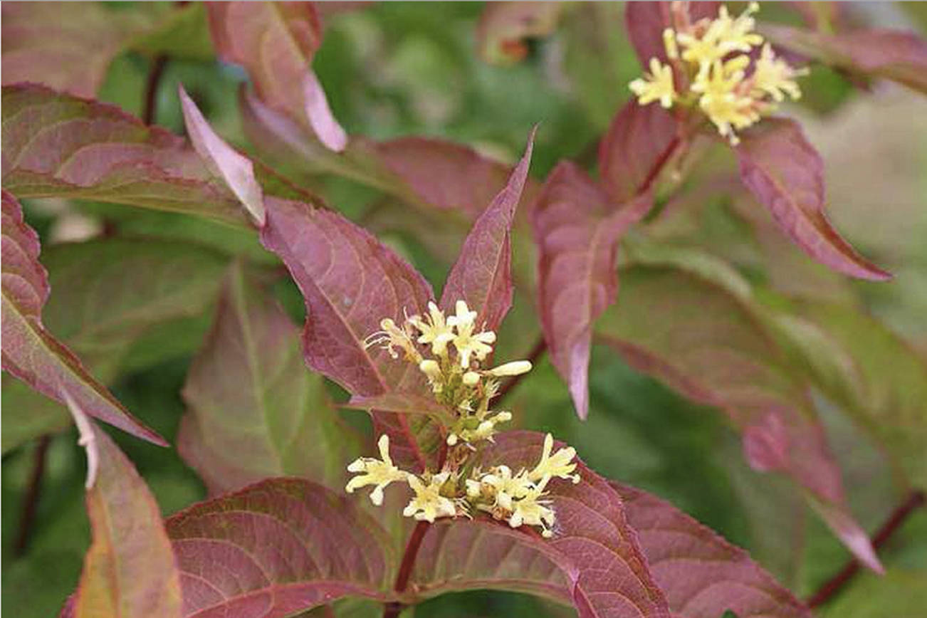 Get to the nursery soon to find some ‘fall color in a can’