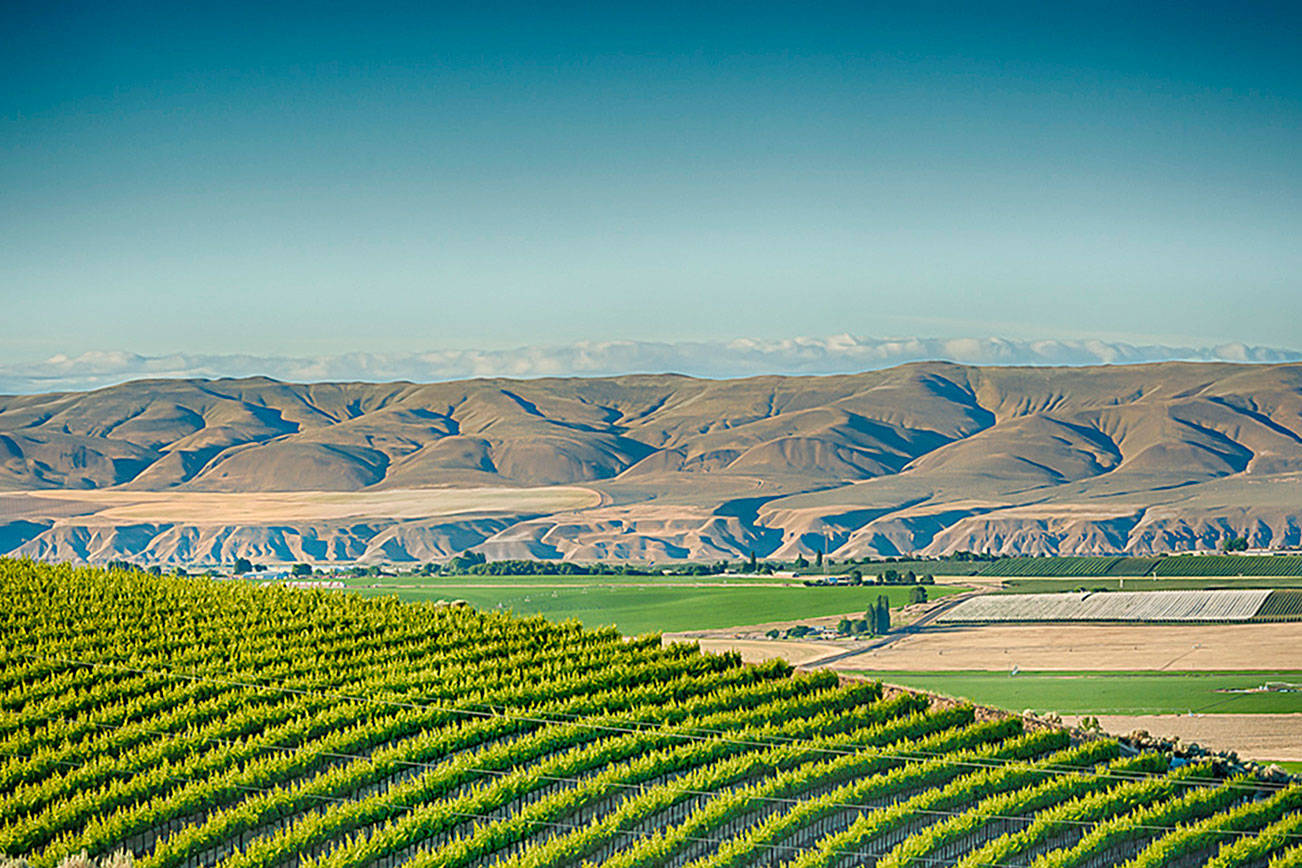 Stillwater Creek Vineyard on the Royal Slope looks across at the Saddle Mountains in Washington’s Columbia Basin. (Richard Duval Images)