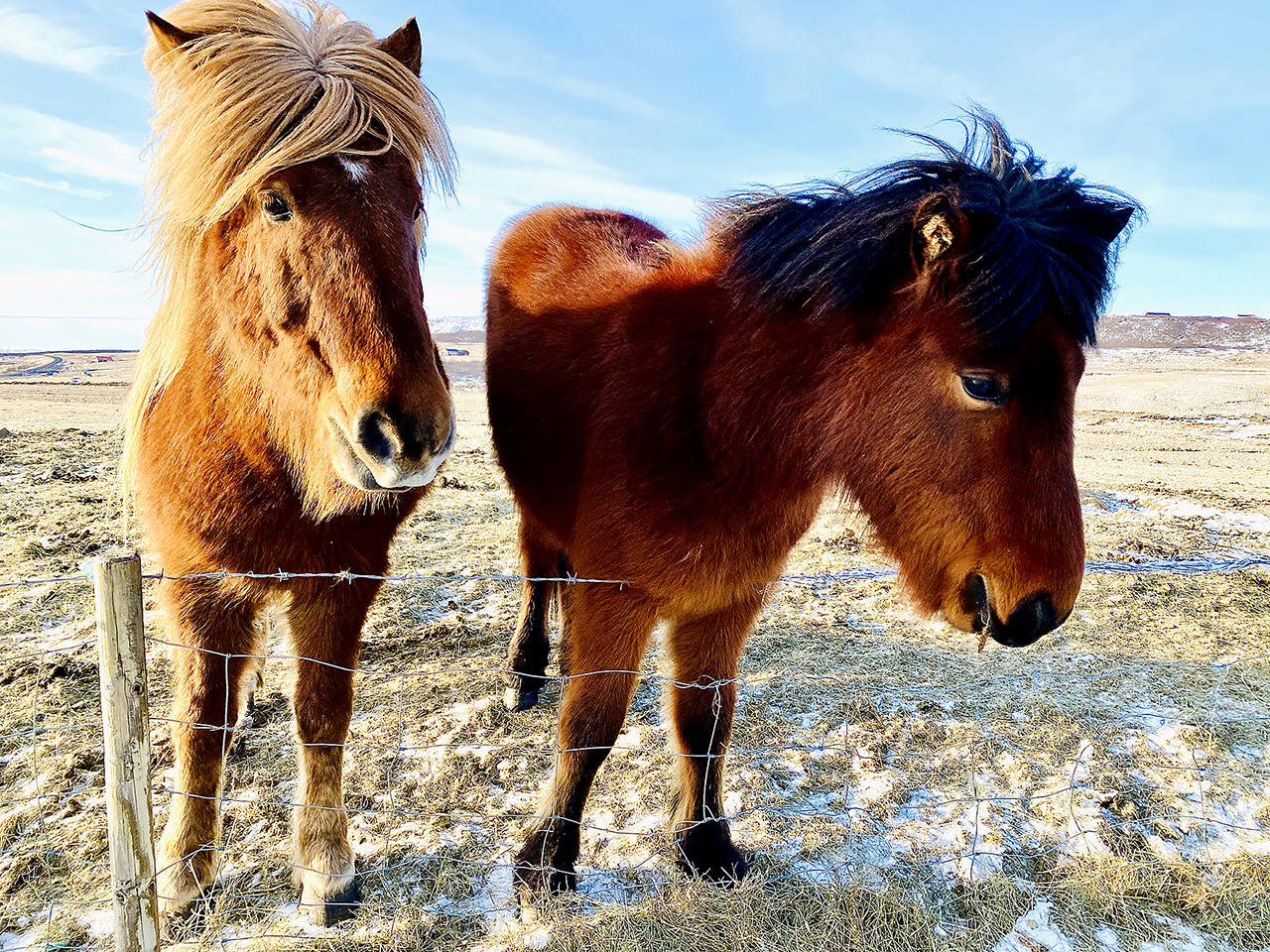 Iceland’s fuzzy horses are a roadside attraction and very people-friendly. (Andrea Brown / The Herald)