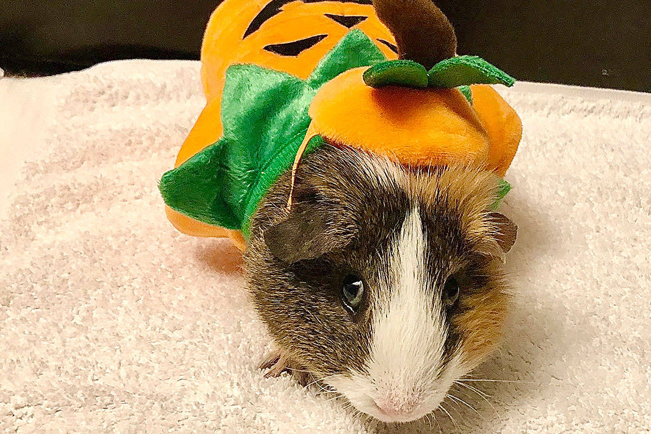 Puddum the guinea pig in a Halloween costume. (Jessi Loerch)