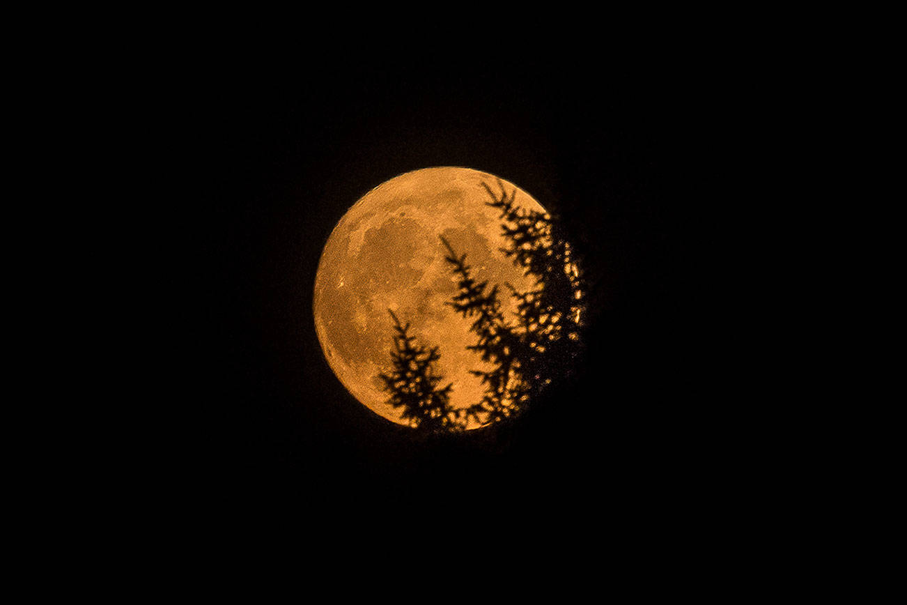 The moon rises over Everett, tinged yellow from high elevation smoke, on Wednesday, Sept. 30, 2020 in Everett, Wa. (Olivia Vanni / The Herald)