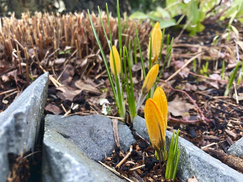 Flowering bulbs that were planted in fall pop up in Steve Smith&rsquo;s garden the next spring. (Nicole Phillips)
