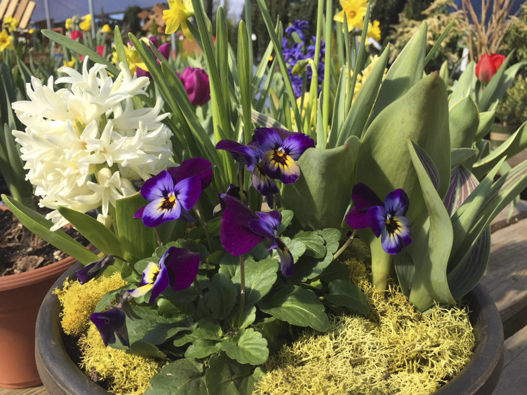 An example of what your pots of flowering bulbs could look like come spring. (Nicole Phillips)
