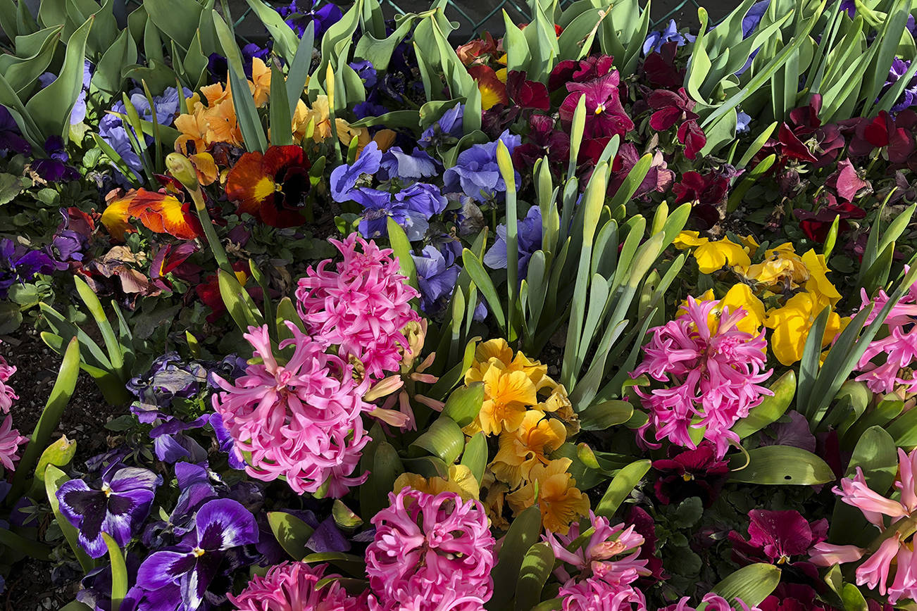 A variety of spring-blooming bulbs add up to a symphony of color in a roadside bed at Sunnyside Nursery in Marysville. (Nicole Phillips)