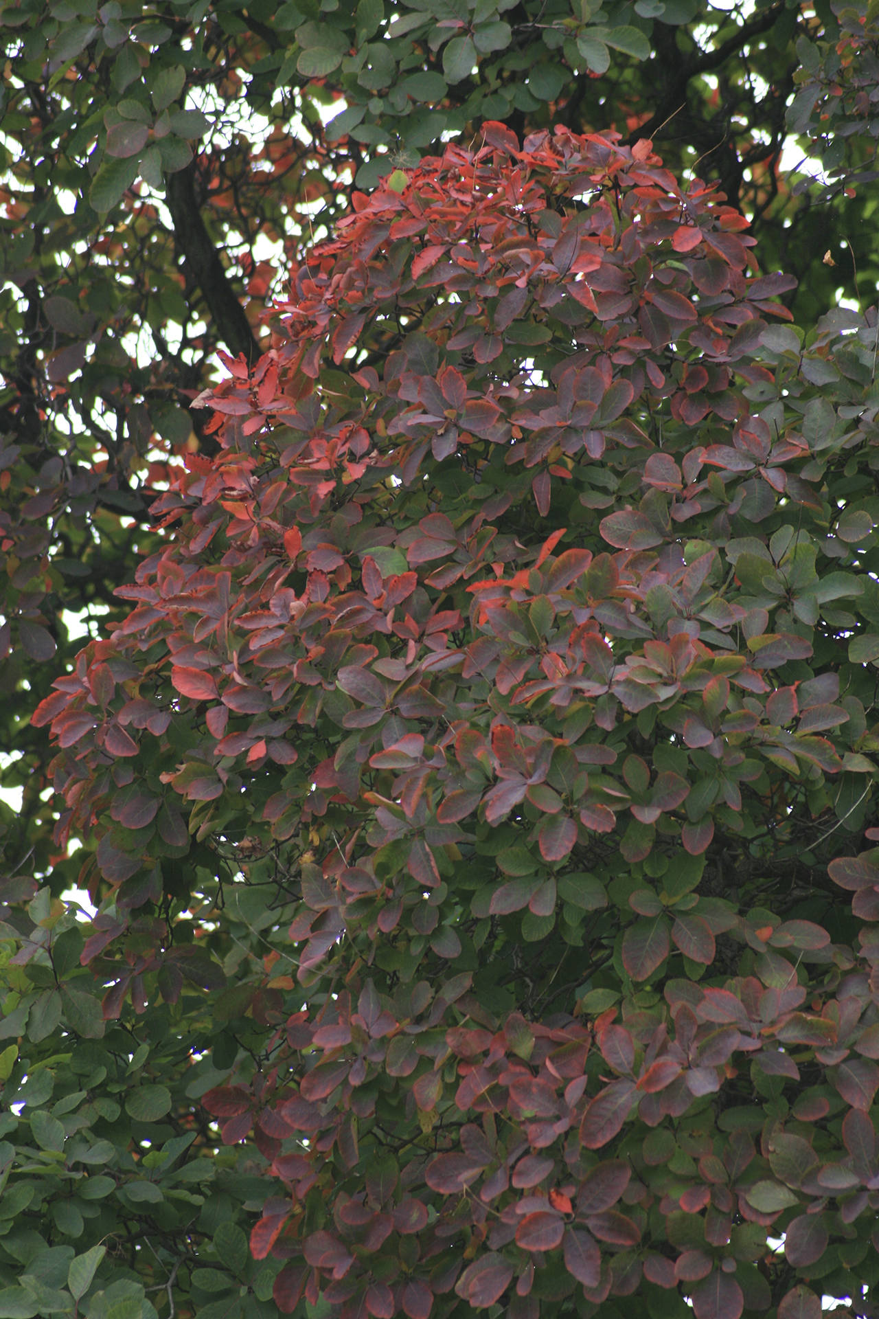 The smoke tree is known for its spectacular color — smoldering yellow-oranges, flaming reds and smoky red-purples. (Richie Steffen)