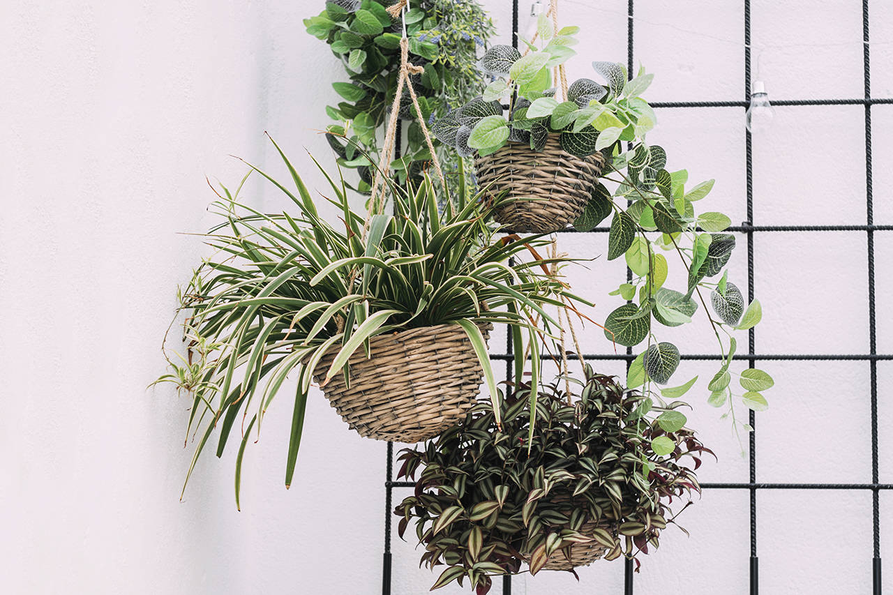 Hanging houseplants have returned in a big way as demand for plants has skyrocketed in the pandemic. (Getty Images)