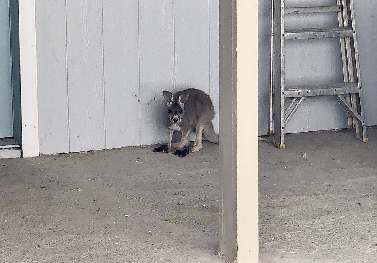 A missing kangaroo was found in a Monroe carport Tuesday. (Monroe Police Department)