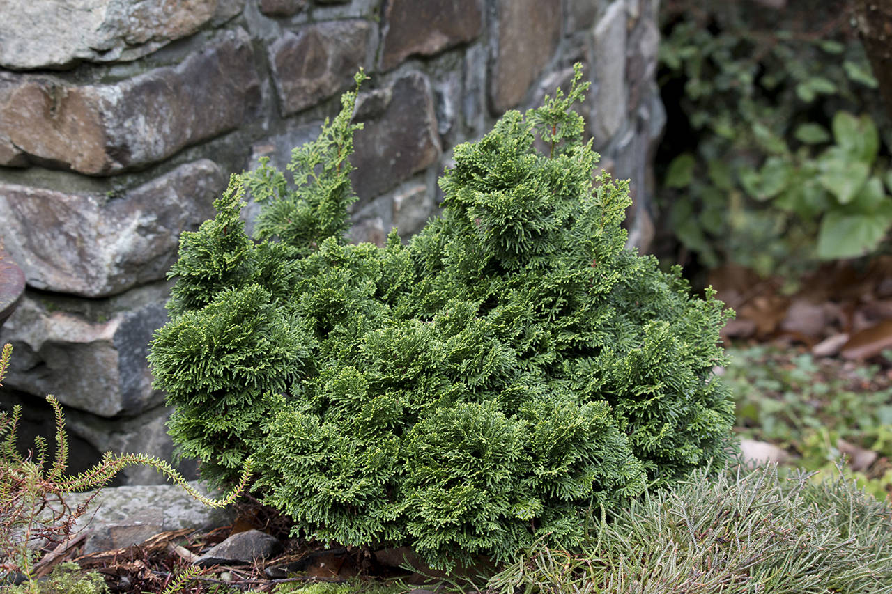 The “Nana” dwarf Hinoki cypress has dark green branchlets that twist tightly and flatten into small overlapping fans. (Richie Steffen)