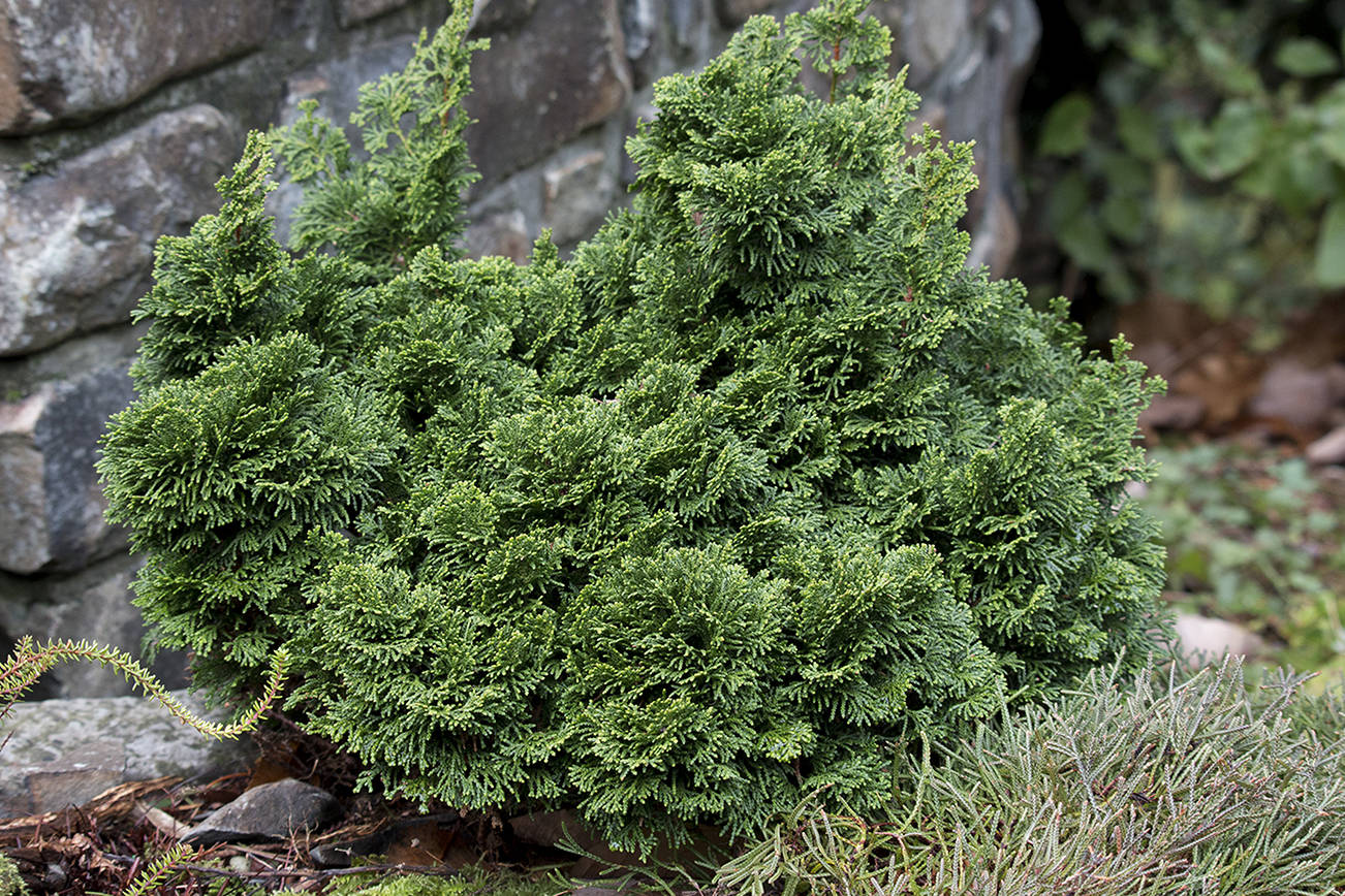 The "Nana" dwarf Hinoki cypress has dark green branchlets that twist tightly and flatten into small overlapping fans. (Richie Steffen)
