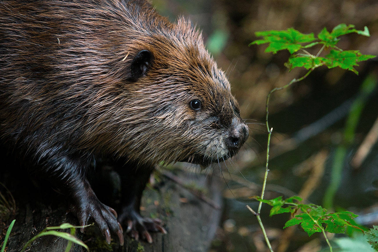 A female beaver makes her way out of the temporary constructed den for herself and another relocated male beaver on Thursday, Aug. 22, 2019 near Sultan, Wash. (Olivia Vanni / The Herald)