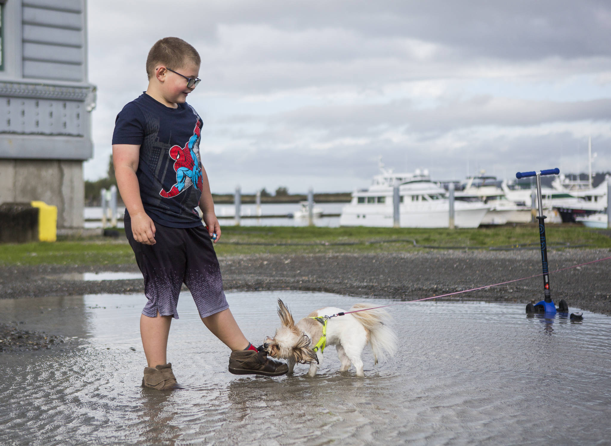 Liam Frisinger, 7, has his shoe tugged by his grandmother’s dog, Sadie, at Boxcar Park on Tuesday in Everett while playing in a large puddle left by heavy rain. (Olivia Vanni / The Herald)