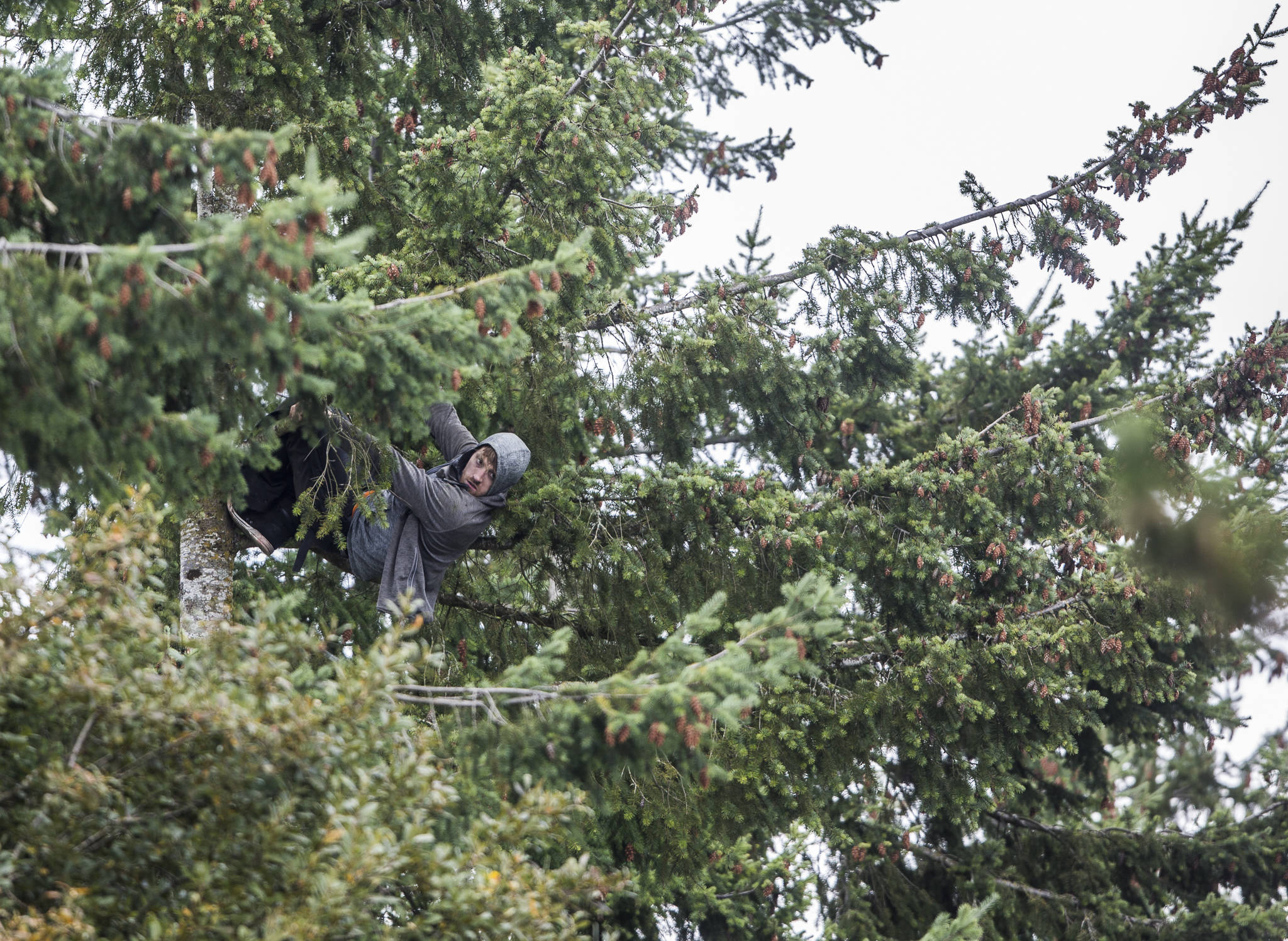A suspect in a carjacking hangs almost 60 feet up in a tree after climbing it to avoid police on Wednesday near Mill Creek. (Olivia Vanni / The Herald)