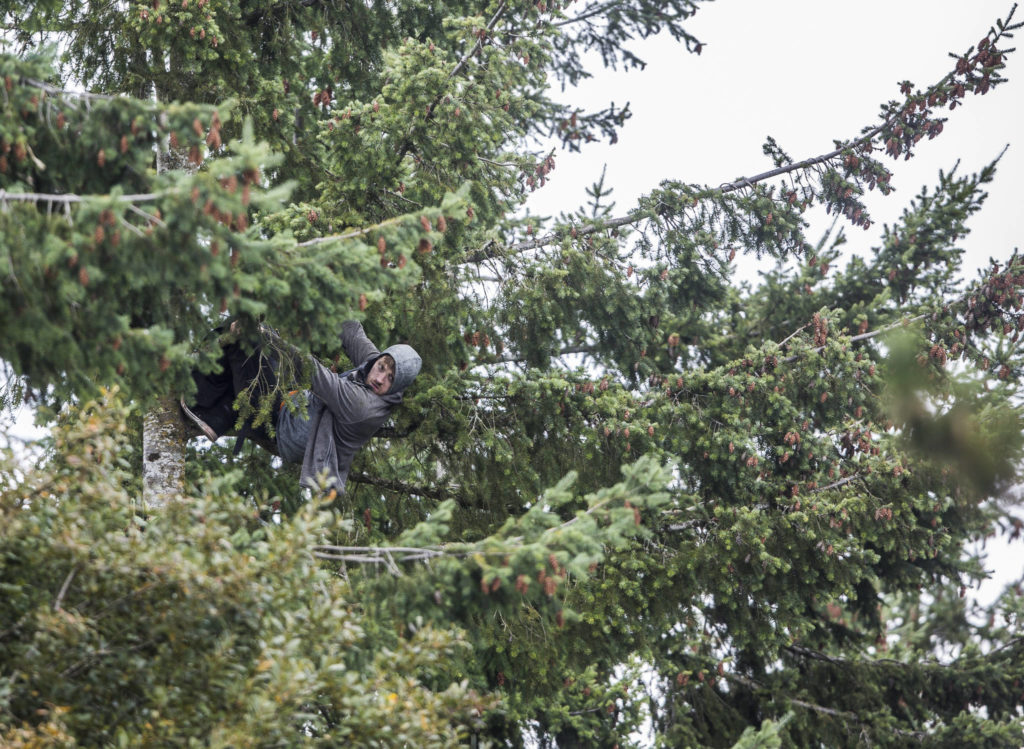 A suspect in a carjacking hangs almost 60 feet up in a tree after climbing it to avoid police on Wednesday near Mill Creek. (Olivia Vanni / The Herald)
