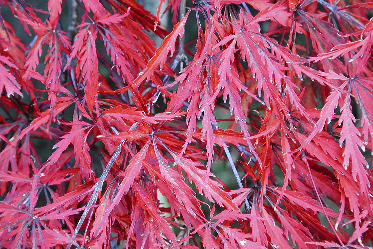 This red laceleaf Japanese maple is a striking specimen, holding its burgundy-red foliage color though the summer. (Great Plant Pick)