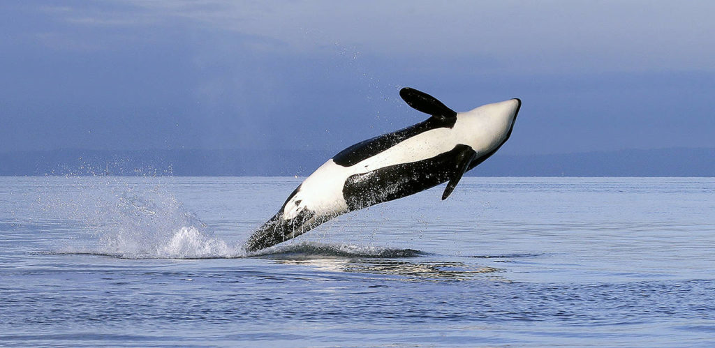 In this Jan. 18, 2014 photo, a female orca leaps from the water while breaching in Puget Sound west of Seattle. (AP Photo/Elaine Thompson, File)

