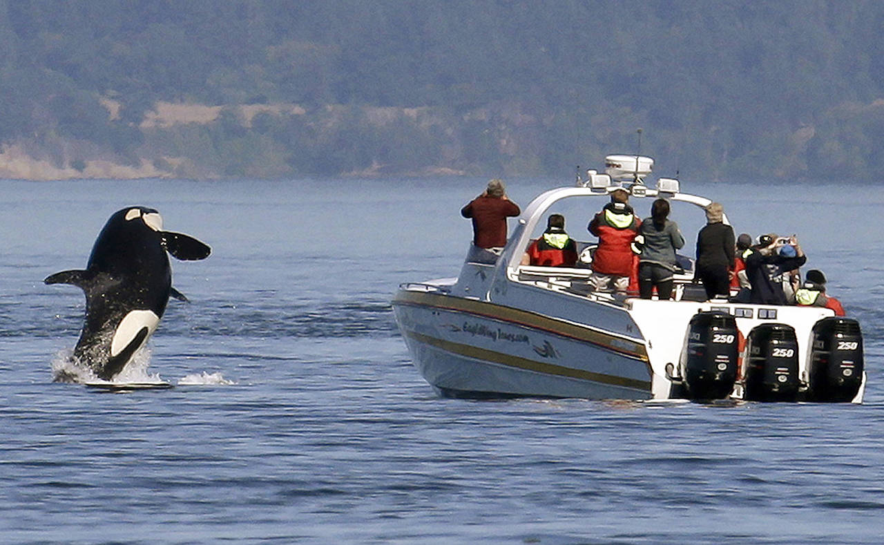 In this July 31, 2015 photo, an orca leaps out of the water near a whale watching boat in the Salish Sea in the San Juan Islands. (AP Photo/Elaine Thompson, File)