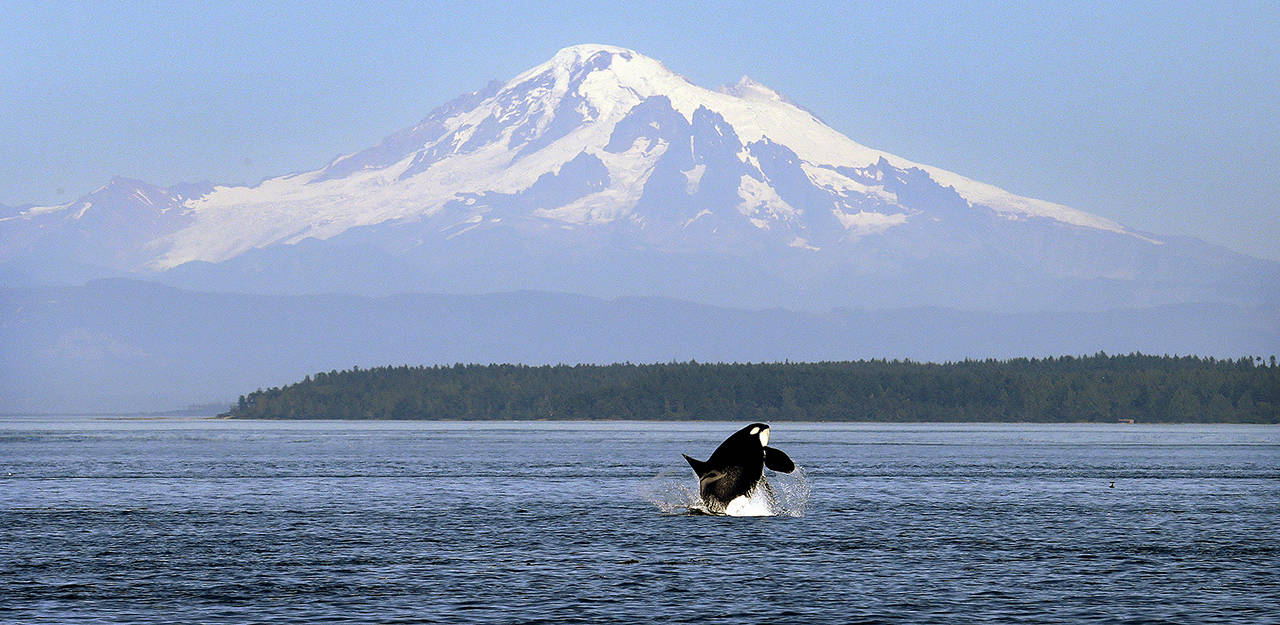 In this July 31, 2015 photo, an orca whale breaches in view of Mount Baker, some 60 miles distant, in the Salish Sea in the San Juan Islands. (AP Photo/Elaine Thompson, File)
