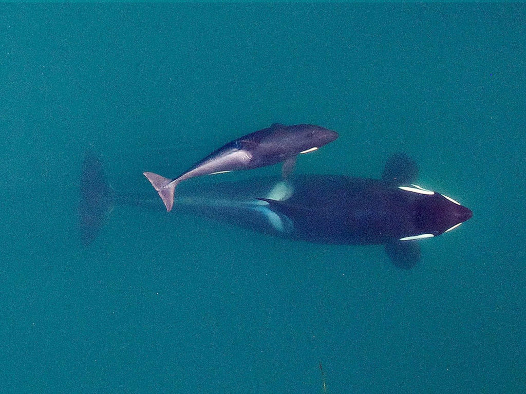 This Sept. 2015 photo shows an adult female orca, identified as J-16, as she’s about to surface with her youngest calf, born earlier in the year 2015, near the San Juan Islands. (NOAA Fisheries/Vancouver Aquarium via AP, File)
