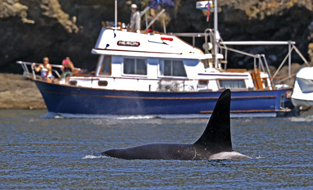 In this July 31, 2015 photo, an orca swims past a recreational boat sailing just offshore in the Salish Sea in the San Juan Islands. (AP Photo/Elaine Thompson, File)
