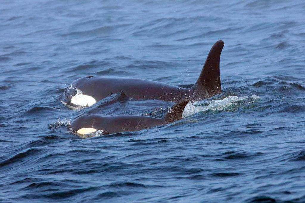 In this Aug. 7, 2018 photo, Southern Resident killer whale J50 and her mother, J16, swim off the west coast of Vancouver Island near Port Renfrew, British Columbia. (Brian Gisborne/Fisheries and Oceans Canada via AP, file)

