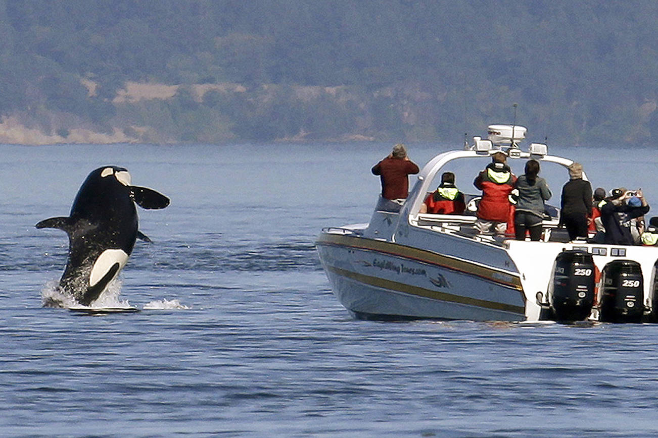FILE - In this July 31, 2015 file photo, an orca leaps out of the water near a whale watching boat in the Salish Sea in the San Juan Islands, Wash. Habitat protections for an endangered population of orcas would be greatly expanded under a proposal to be advanced by NOAA Wednesday, Sept. 18, 2019. (AP Photo/Elaine Thompson, File)