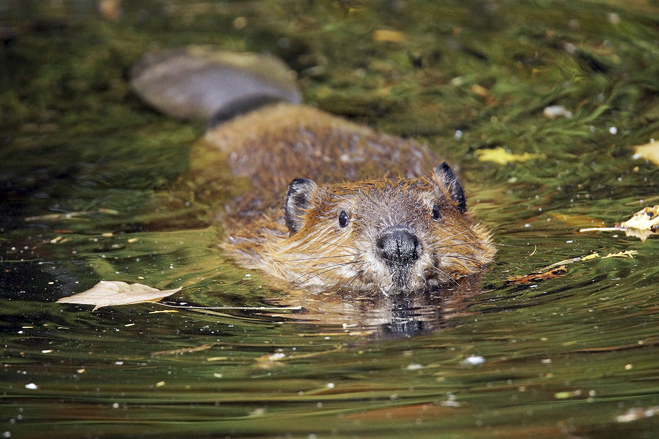The Snohomish Conservation District is hosting a webinar on beavers Oct. 27 via Zoom. (Getty Images)