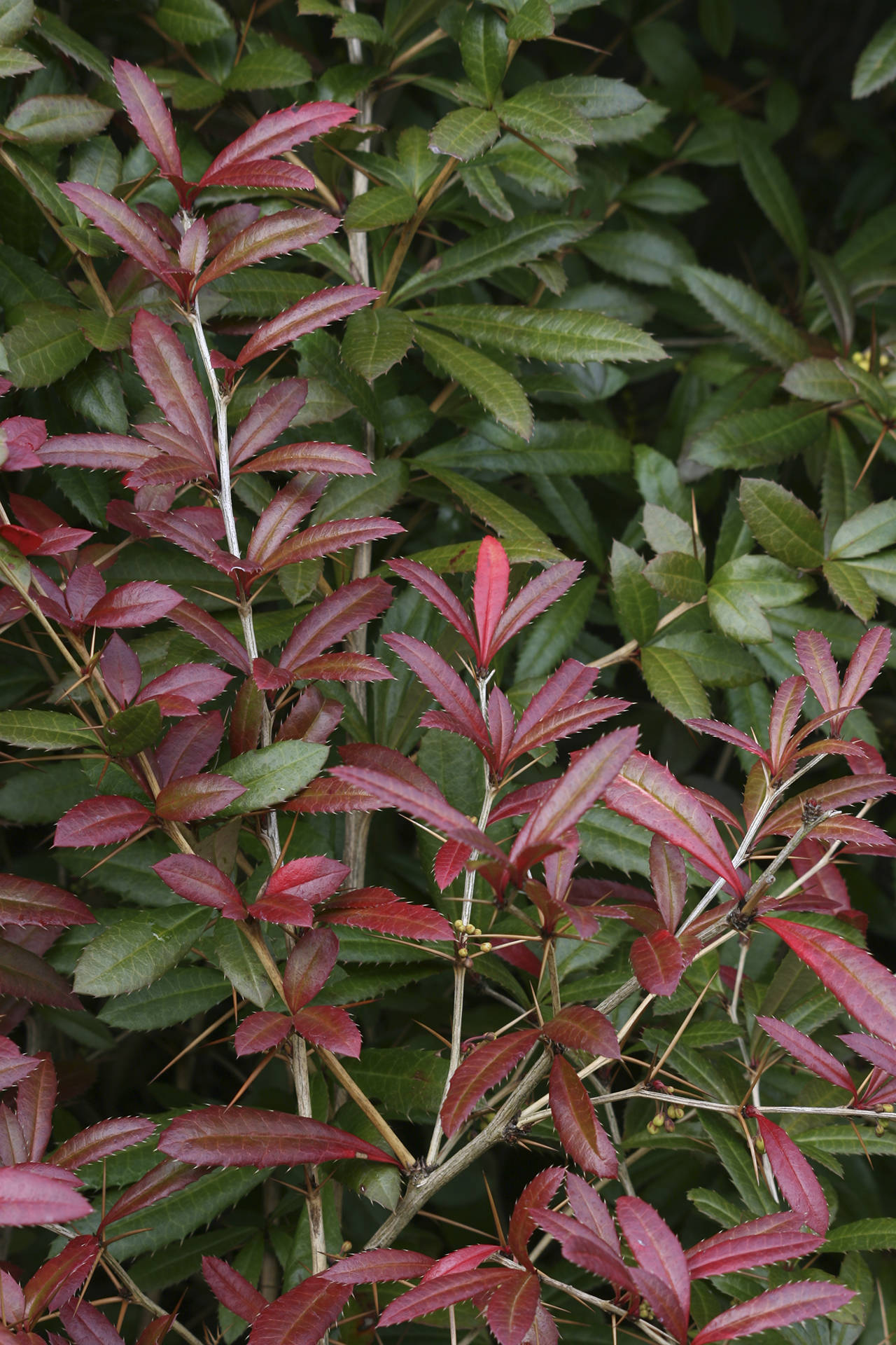 Wintergreen barberry’s bright red leaves in the fall will deepen in tone to burgundy as winter approaches. (Richie Steffen)