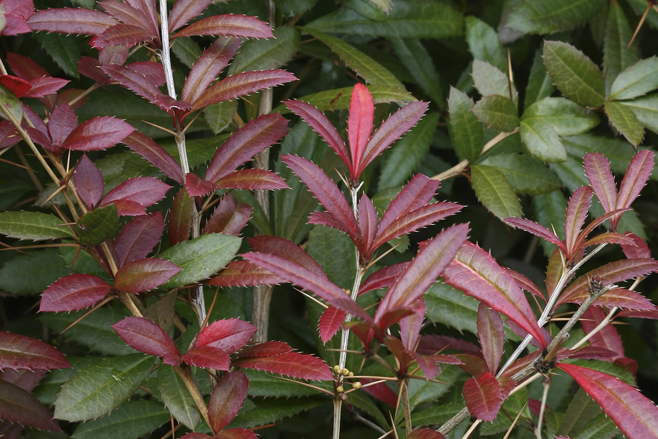 Wintergreen barberry's bright red leaves in the fall will deepen in tone to burgundy as winter approaches. (Richie Steffen)