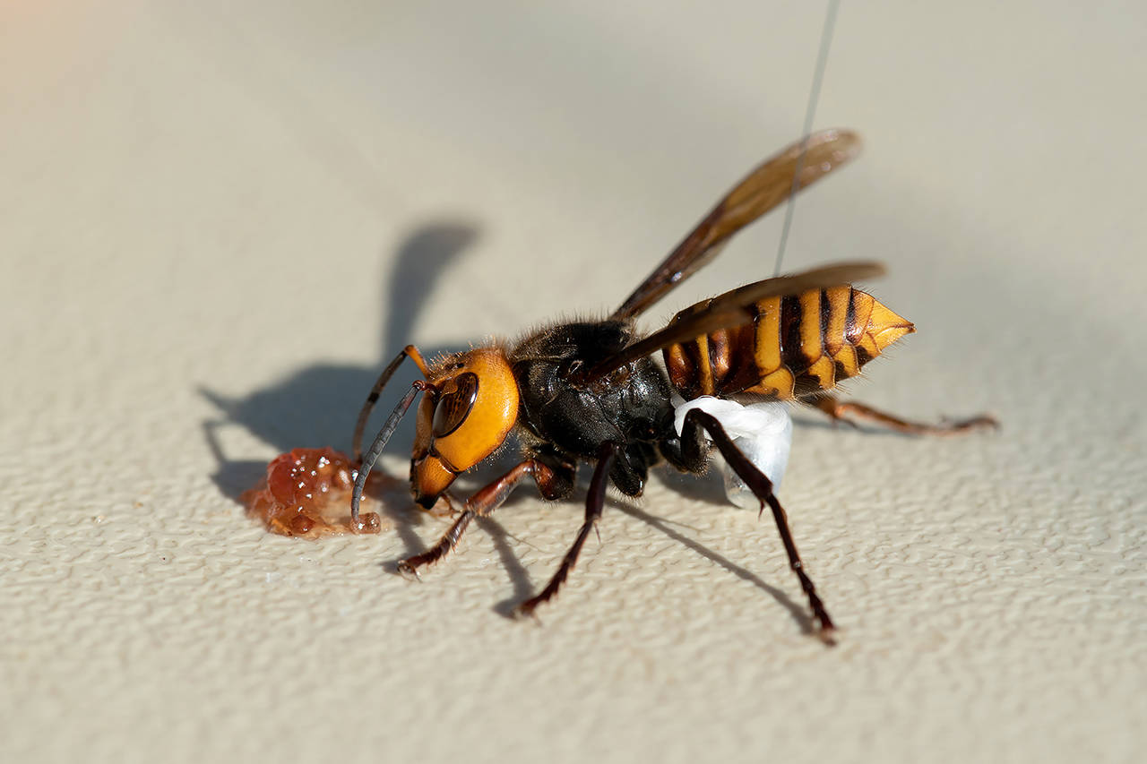 This giant Asian hornet was among three captured this week in Blaine. They were outfitted with radio trackers. (Washington State Department of Agriculture)