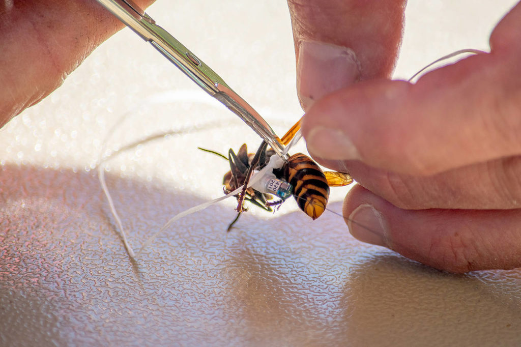 A giant Asian hornet is outfitted with a radio tracker this week in Blaine. (Washington State Department of Agriculture)
