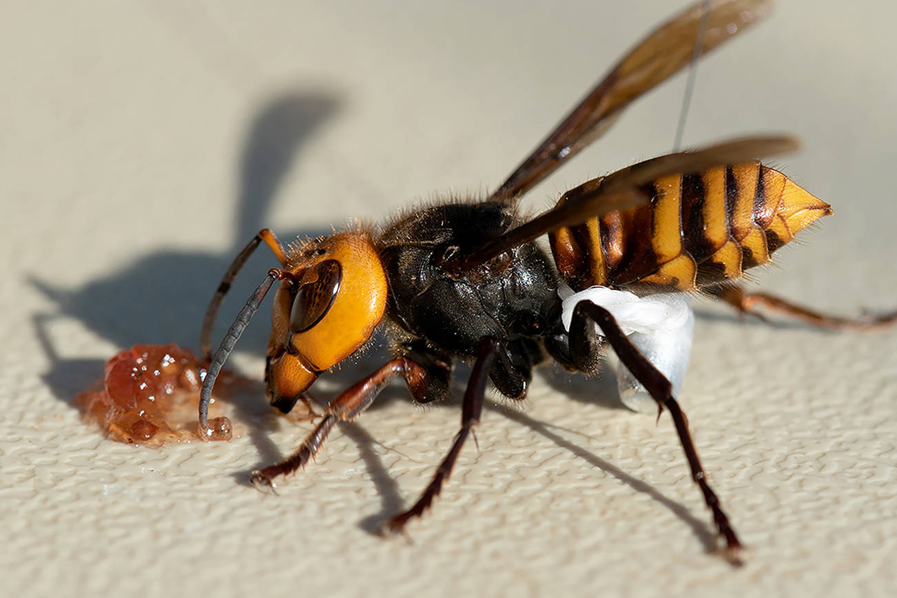 This giant Asian hornet was among three captured this week in Blaine. They were outfitted with radio trackers. (Washington State Department of Agriculture) 20201023