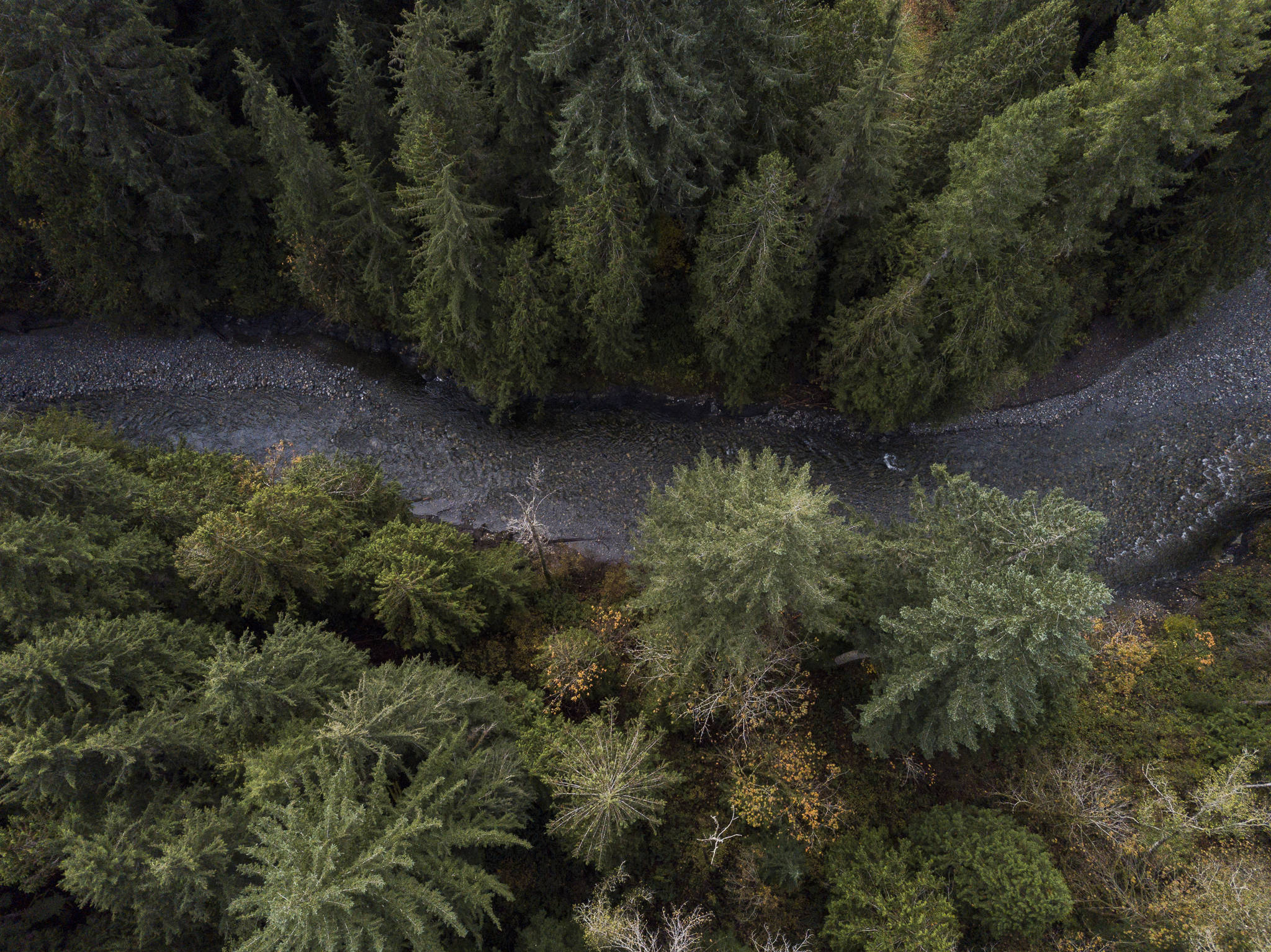 The Pilchuck River flows freely through the pervious site of the Pilchuck River Dam on Tuesday in Granite Falls. (Olivia Vanni / The Herald)