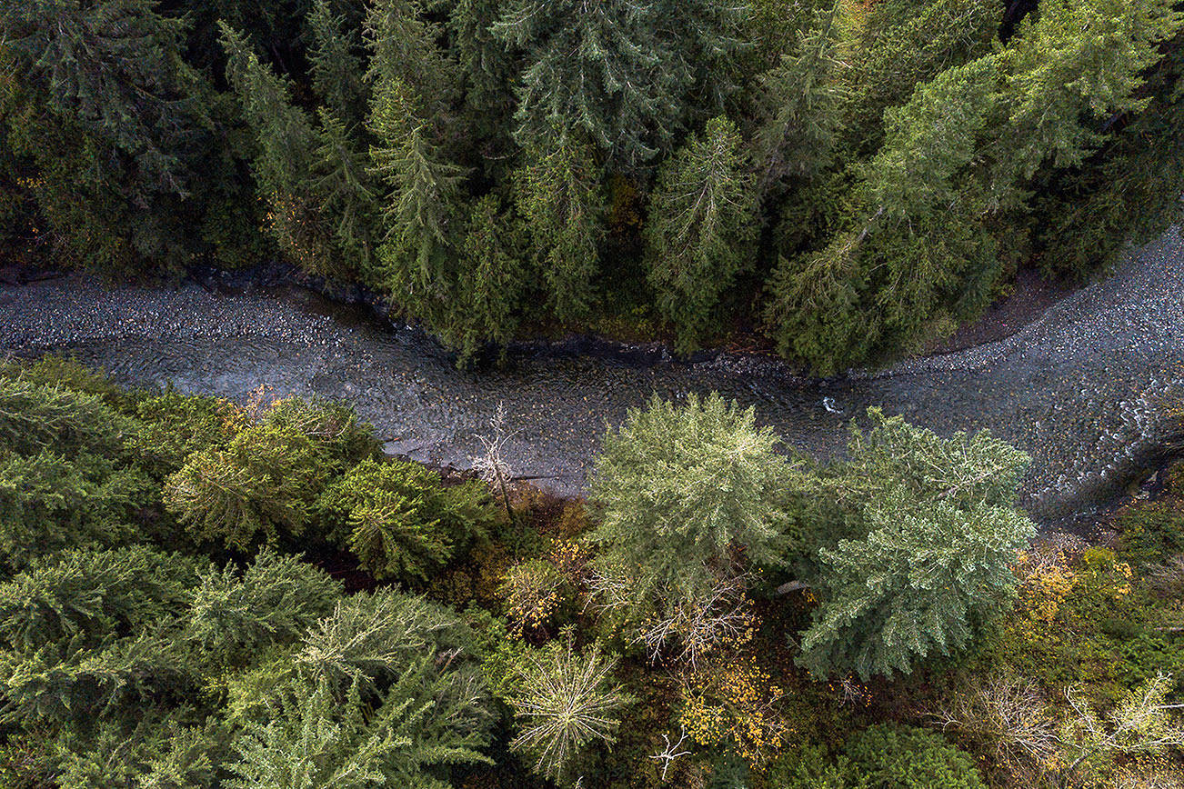 The Pilchuck River flows freely through the pervious site of the Pilchuck River Dam on Tuesday, Oct. 27, 2020 in Granite Falls, Wa. (Olivia Vanni / The Herald)