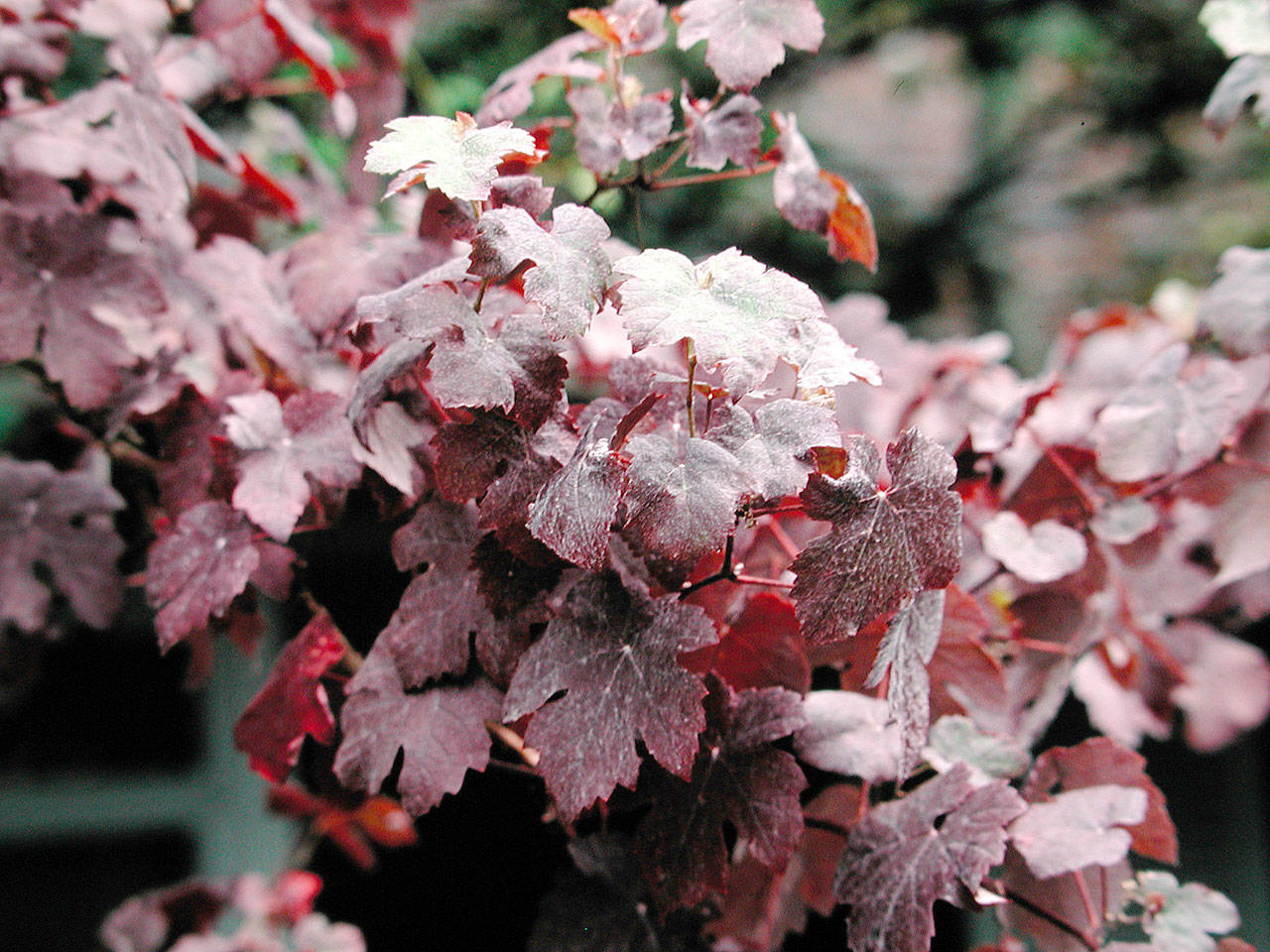 Vitis vinifera “Purpurea” is a common wine grape, but in the Puget Sound region, it’s grown for its beauty — the fruit won’t ripen in our climate. (Richie Steffen)