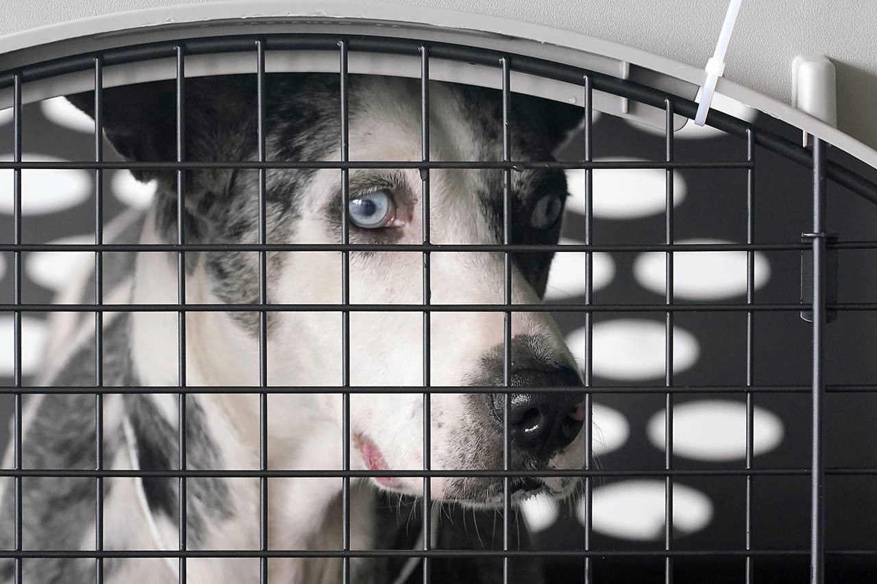 A dog peers out from a kennel after the landing of a “Paws Across the Pacific” pet rescue flight Thursday in Seattle. (AP Photo/Elaine Thompson)