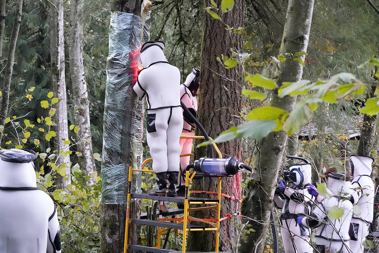 Washington State Department of Agriculture workers vacuum a nest of Asian giant hornets from a tree Oct. 24 in Blaine. (AP Photo/Elaine Thompson, file)