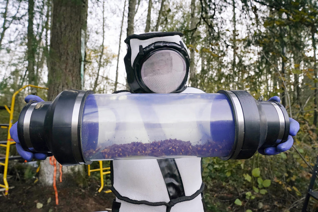 Sven Spichiger, Washington State Department of Agriculture managing entomologist, displays a canister of Asian giant hornets vacuumed from a nest in a tree behind him Oct. 24 in Blaine. (AP Photo/Elaine Thompson, file)
