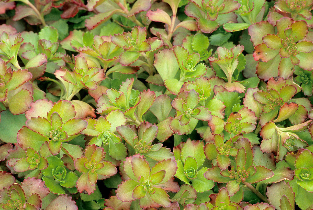 Sedum spurium “Ruby Mantle” is commonly called Ruby Mantle stonecrop. (Richie Steffen)