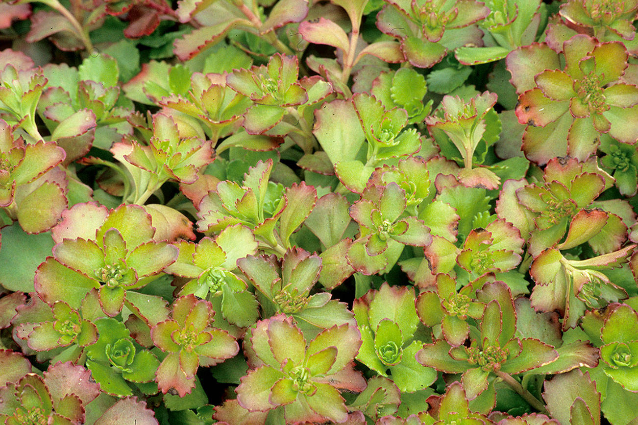 The GPP for this Friday is Sedum spurium 'Ruby Mantle', commonly called Ruby Mantle stonecrop. Image credit to Richie Steffen.