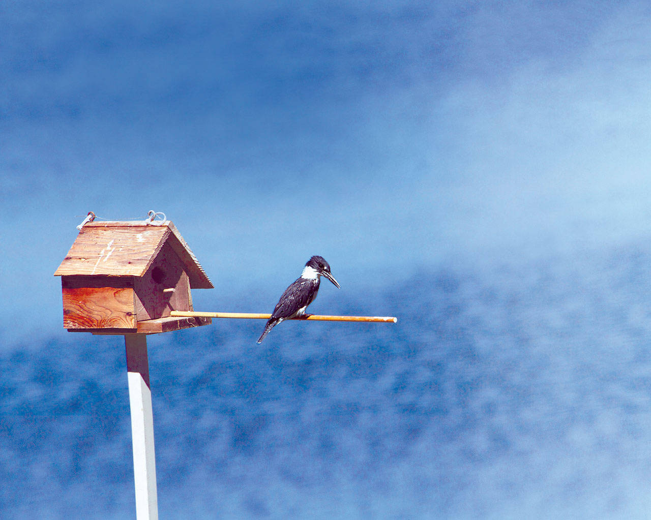 Tulalip Bay's belted kingfishers are kings of the waterfront