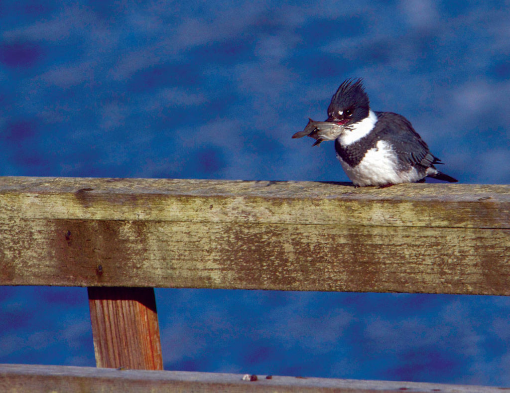 Most flatfish nestle into the silt and lie flat on the bottom, so this kingfisher stabbed it with its dagger-like beak rather than try to pick it up. (Mike Benbow)
