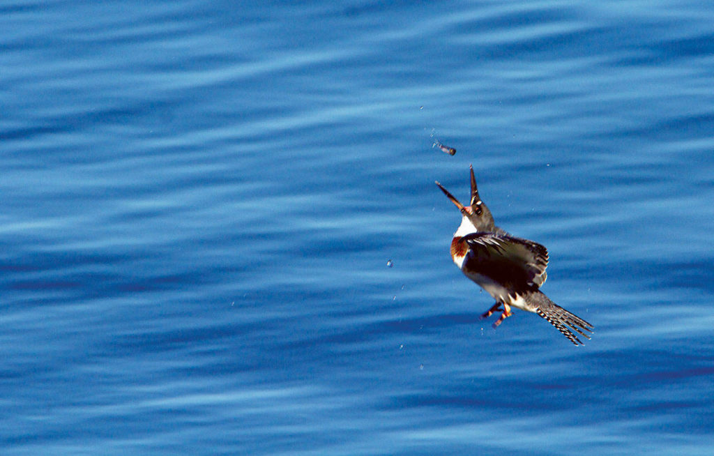 A quick flier, this kingfisher prepares to recapture a fish that wriggled out of its grasp before the fish could fall back into the water. (Mike Benbow)
